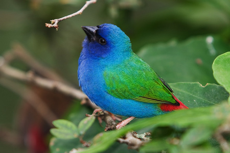 Tricolored parrot - forest, nature, bird, parrot