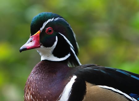 Duck rainbow - forest, animal, bird, duck, nature