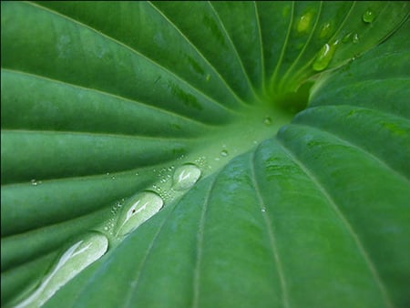 After the Rain - dew, green leaf, leaf, nature, green