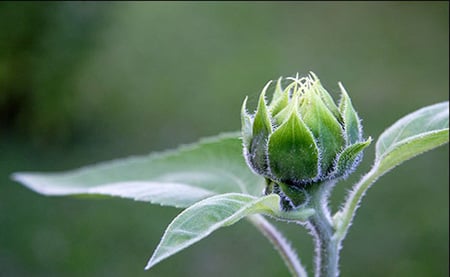 Ready to blossom - flower, nature, blossom, green