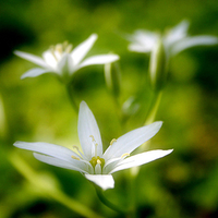 White Wild Flowers