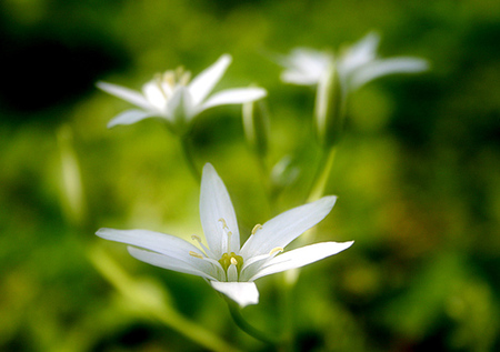 White Wild Flowers - white, nature, white wild flower, wild, green, white flower, flower, wild flower