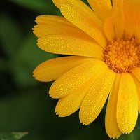 Hi res Yellow Flower