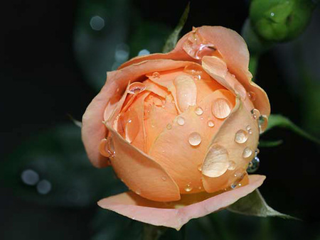 Morning Rose - rose, dew, morning, beautiful, nature