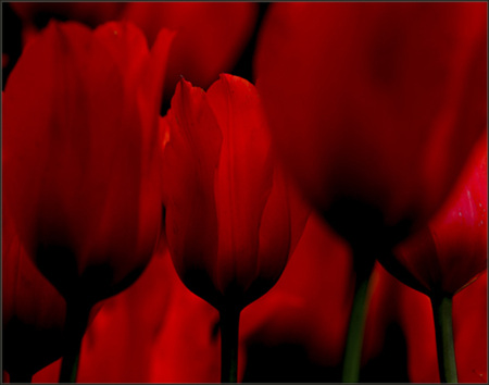 Fiery Tulips - red, flower, tulips, beautiful, photography, nature