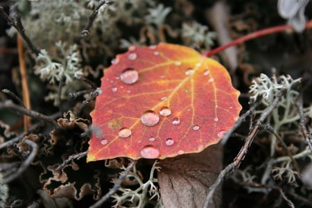 Colorful Leaf in the Moss - nature, photography, moss, color, leaf