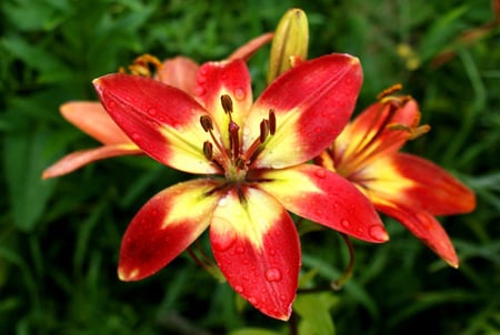 Colorful Flower - nature, yellow, red, green, colors, flower