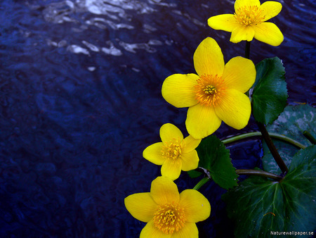 Yellow Beauty - vibrant, stems, bloom, colour, purple, yellow, petals, green, leaves, orange, flower