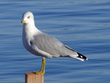 Expression Of Freedom - water, fish, ringbill, seagull