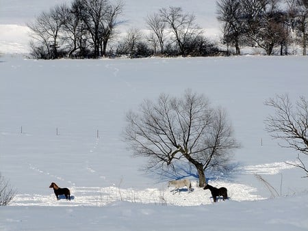 Horses and Winter - free, ride, running, horses