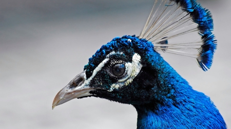 Peacock - peacock, animals, birds, beautiful