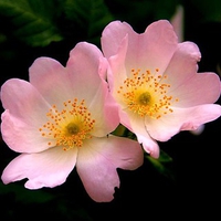 Wild roses