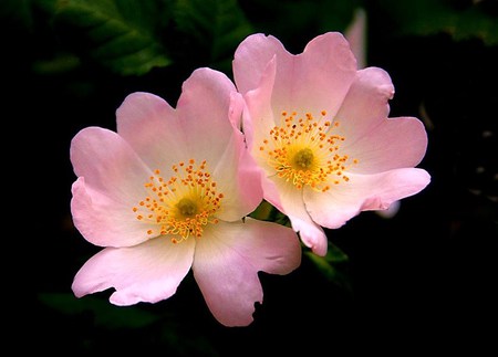 Wild roses - flowers, roses, white, delicate, yellow, black background, pink