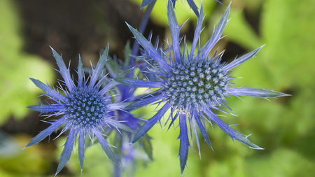 Blue Flowers - flower, stem, green, blue