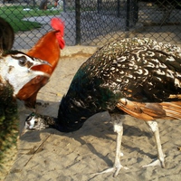 peacock and cock