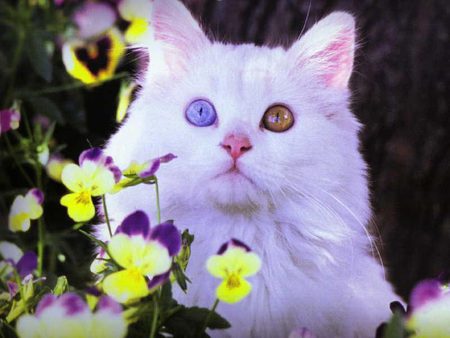 Lovely white cat - puppy, cat, sweet, eye, flower