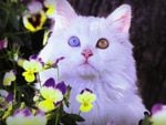 Lovely white cat