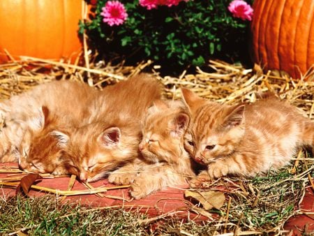 Resting kittens - kittens, sleep, sweet, cat