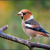 Colorful Bird