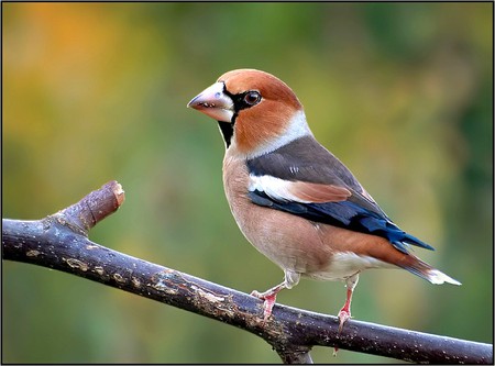 Colorful Bird - bird, colorful, picture, cool