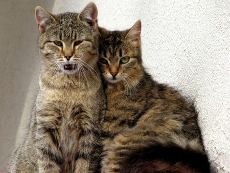 Just married kittens - tabby, couple, cat, kitten