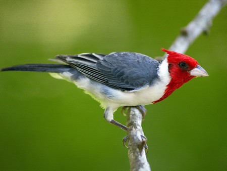 Red crested cardinal - cardinal, forest, animal, bird