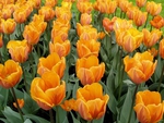 Tulip field