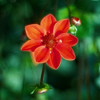 Orange Flower