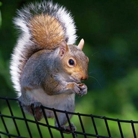 Cool Squirrel