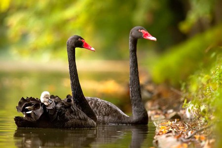 Black Swans - picture, swans, black, beautiful