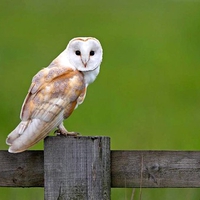 Cool Owl