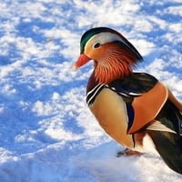 Colorful Duck