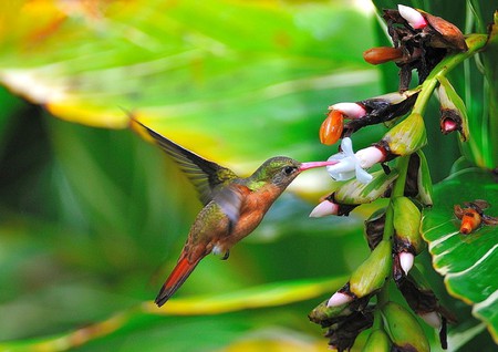 Humming Bird - bird, picture, beautiful, humming