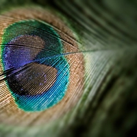 Peacock Feather