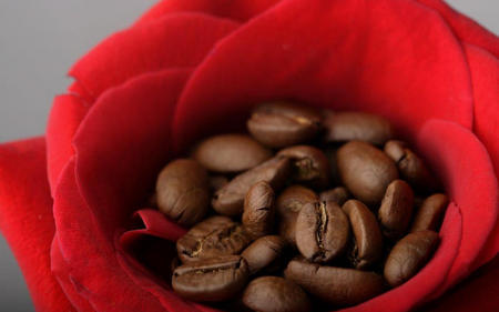 coffee - nice, coffee, cool, red, photography, beautiful, rose