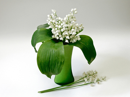 still life - vase, elegant, beautiful, photography, photo, cool, flower, still life, gentle, bouquet, flowers, white, green, nice, harmonious