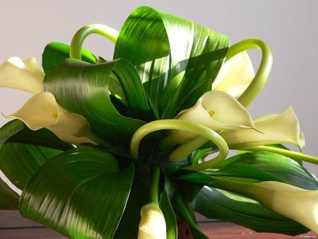 bouquet - nice, peaceful, photography, bouquet, gentle, white, cool, beautiful, calla, flowers, elegantly, harmony, flower