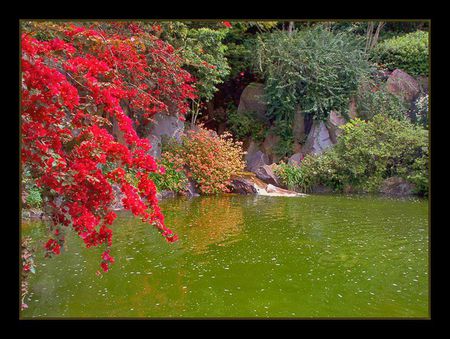 small lake - flowers, beautiful, small, art photo, lake, tree