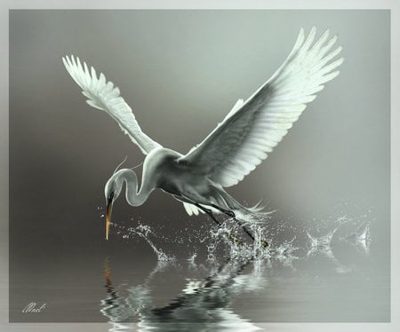 Taking Flight - bird, egret, animal, water, wings, beak