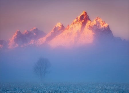 Touch of the morning - mist, peak, sunrise, golden, mountain, tree