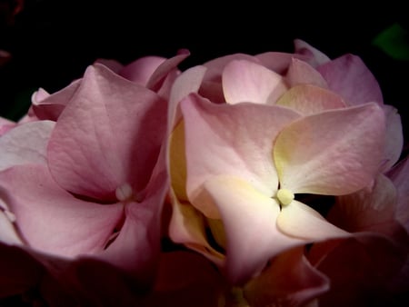 beautiful flower of hydrangea - hydrangea, calming, flower, pink