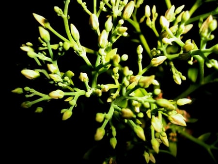 buds at night - night, buds, flower, makro