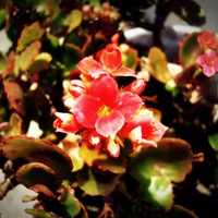 small red flower