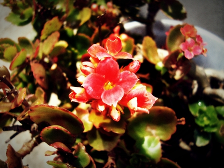 small red flower - red, simple, small, cute, flower