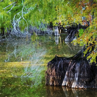 Cypress swamp