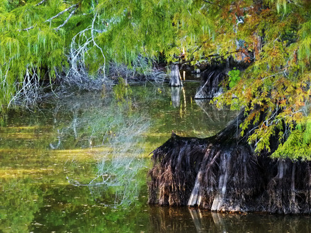 Cypress swamp - lake, cypress, water, reflection, swamp, roots