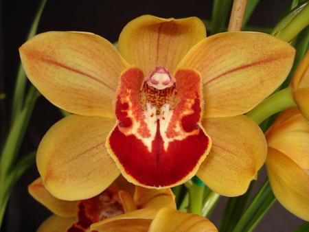 Flower - orange, flower, yellow, nature