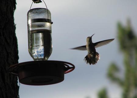 Hummingbird - bird, feeder, animal, hummingbird, sky