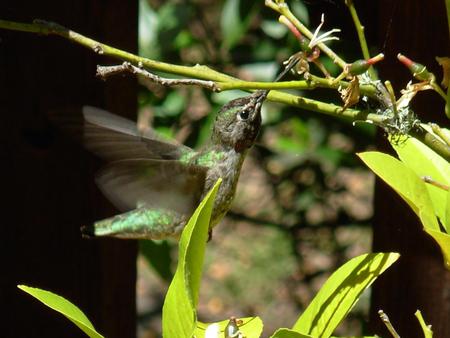 Hummingbird - hummingbird, animal, bird, plant