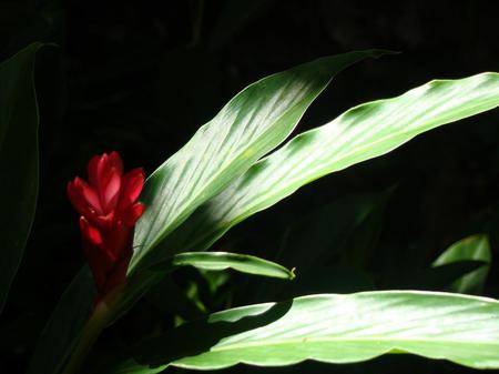 Flower - leaves, nature, flower, red